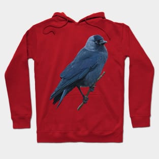 Jackdaw Hoodie